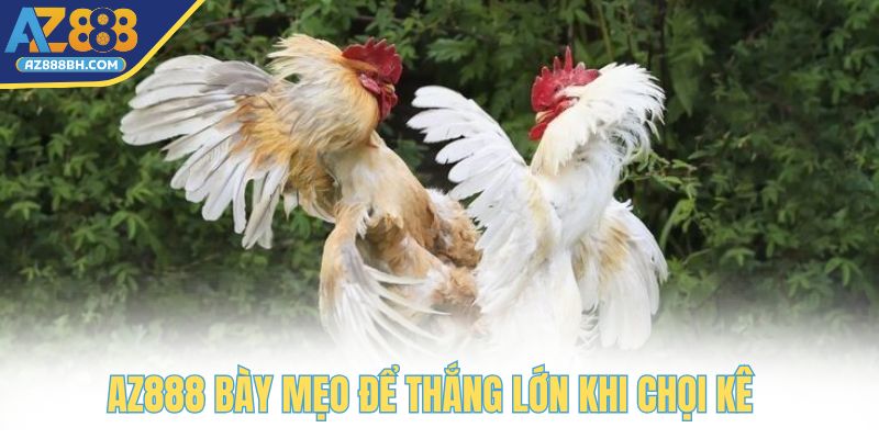AZ888 bày bạn các mẹo hay để thắng lớn khi chọi kê