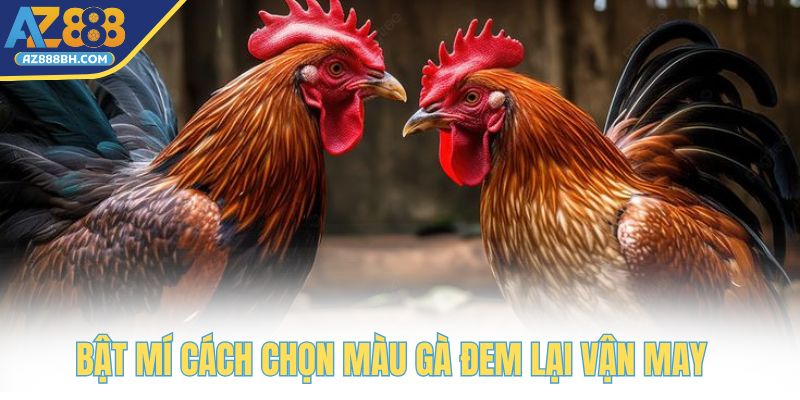 Chuyên gia bật mí cách chọn màu gà đem lại vận may