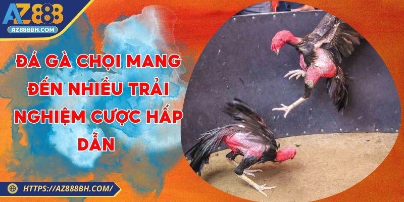 Đá Gà Chọi Mang Đến Nhiều Trải Nghiệm Cược Hấp Dẫn 