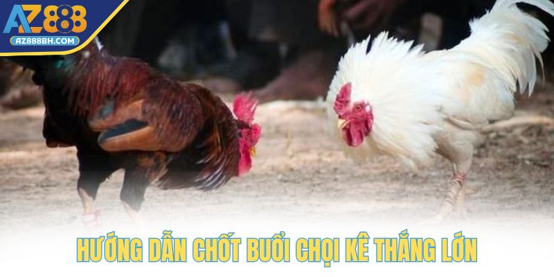 Hướng dẫn chốt buổi chọi kê thắng lớn