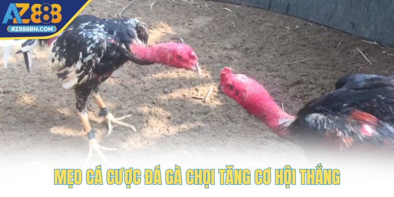 Mẹo cá cược đá gà chọi tăng cơ hội thắng