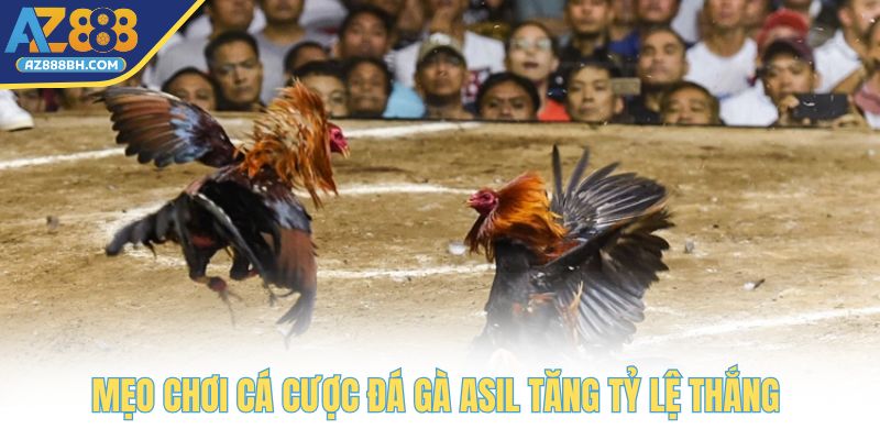 Mẹo chơi cá cược đá gà Asil tăng tỷ lệ thắng