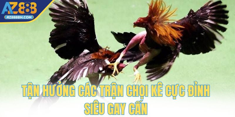Tận hưởng các trận chọi kê cực đỉnh siêu gay cấn