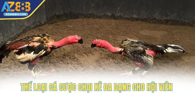 Thể loại cá cược chọi kê đa dạng cho hội viên