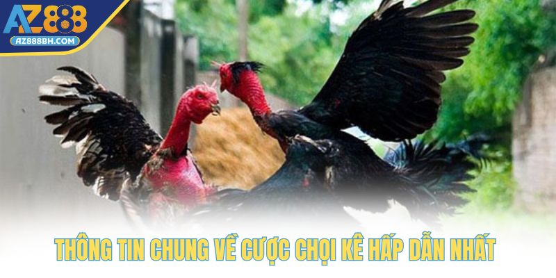 Thông tin chung về cược chọi kê hấp dẫn nhất