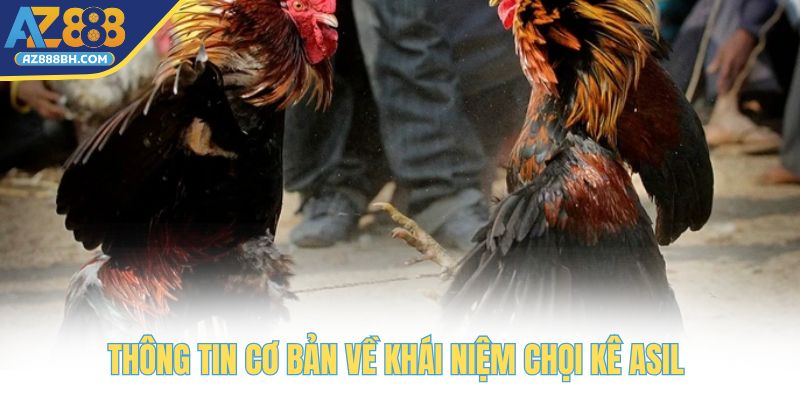 Thông tin cơ bản về khái niệm chọi kê Asil