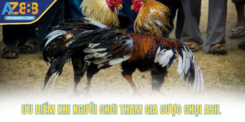 Ưu điểm khi người chơi tham gia cược chọi Asil