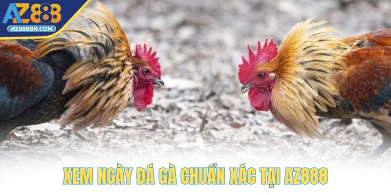 Xem ngày đá gà siêu chuẩn xác tại AZ888